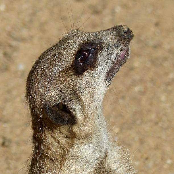 Suricate, Meerkat looking into sky stargazer fish stock pictures, royalty-free photos & images