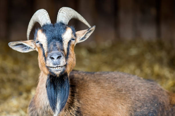 istock Smiling goat in the zoo 836158930