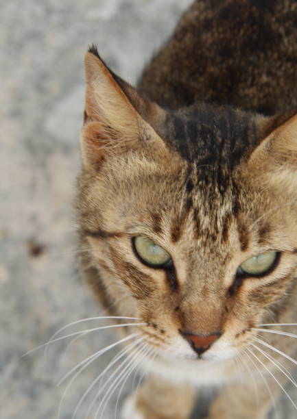 istock Street cats in Dubai 836160710