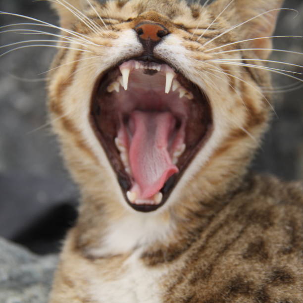 istock Street cats in Dubai 836160750