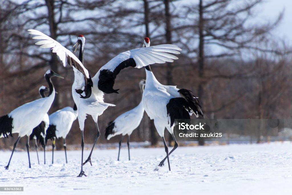 Dancing Japanese Cranes, Hokkaido, Japan The red-crowned crane is one of Japan’s most charismatic and emblematic animals. At approximately four feet tall, the cranes dance, jump, and chase one another in a poetic courtship display of great importance since they mate for life; their exuberant calls ring throughout the mountain valleys. Hokkaido Stock Photo