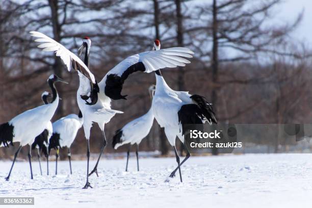 Dancing Japanese Cranes Hokkaido Japan Stock Photo - Download Image Now - Hokkaido, Akan National Park, Animal