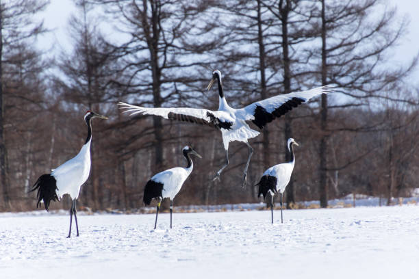 istock Dancing Japanese Cranes, Hokkaido, Japan 836163572