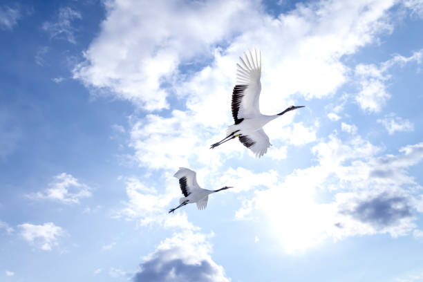 vol de grues japonaises, hokkaido, japon - battre des ailes photos et images de collection