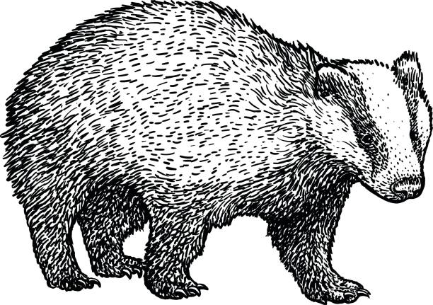 Badger illustration, drawing, engraving, ink, line art, vector Illustration, what made by ink, then it was digitalized. meles meles stock illustrations