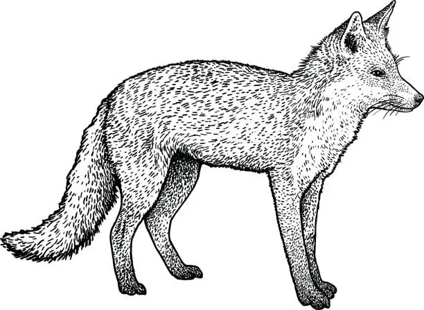Vector illustration of Fox illustration, drawing, engraving, ink, line art, vector