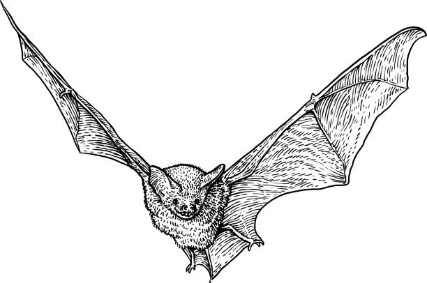 ilustrações de stock, clip art, desenhos animados e ícones de bat illustration, drawing, engraving, ink, line art, vector - bat animal flying mammal