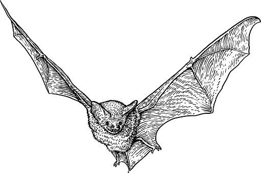Bat illustration, drawing, engraving, ink, line art, vector