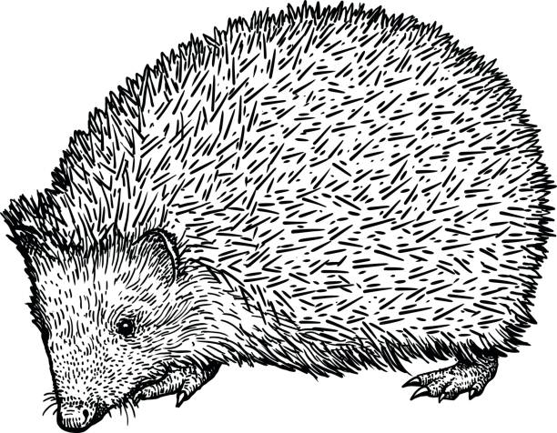 Hedgehog illustration, drawing, engraving, ink, line art, vector Illustration, what made by ink, then it was digitalized. hedgehog stock illustrations