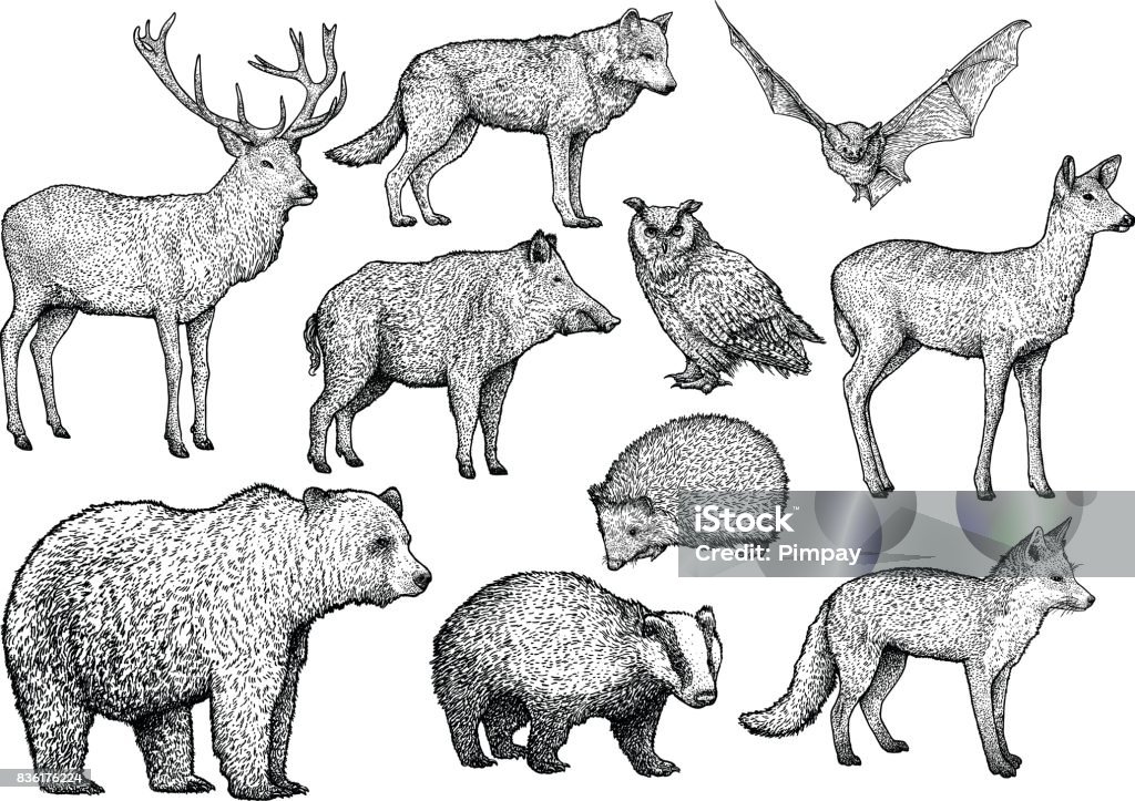 Forêt des illustrations animale, dessin, gravure, encre, dessin au trait, vecteur - clipart vectoriel de Illustration libre de droits