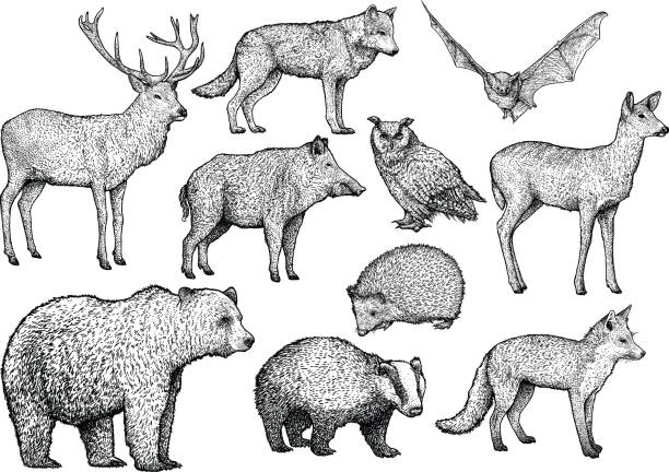 illustrazioni stock, clip art, cartoni animati e icone di tendenza di illustrazione animale della foresta, disegno, incisione, inchiostro, line art, vettore - bear hunting