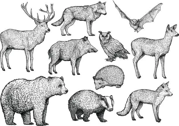 Vector illustration of Forest animal illustration, drawing, engraving, ink, line art, vector