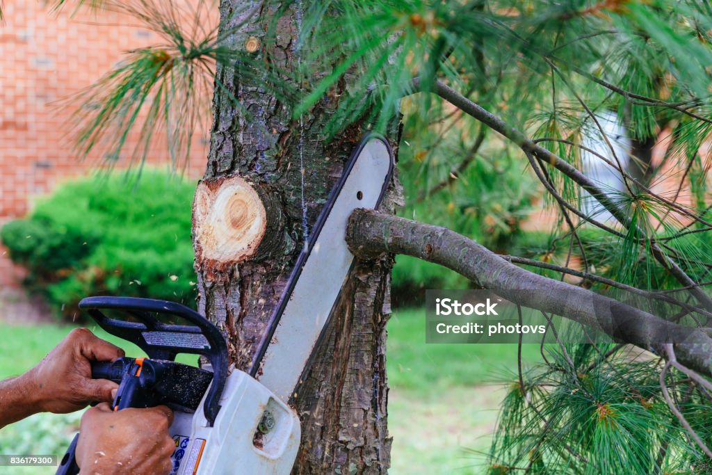 Professional is cutting trees using a chainsaw Professional is cutting trees using a chainsaw Cutting trees with saw Tree Stock Photo