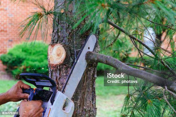 Professional Is Cutting Trees Using A Chainsaw Stock Photo - Download Image Now - Tree, Service, Branch - Plant Part