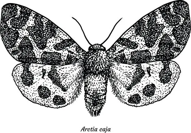 Vector illustration of Garden tiger moth illustration, drawing, engraving, ink, line art, vector