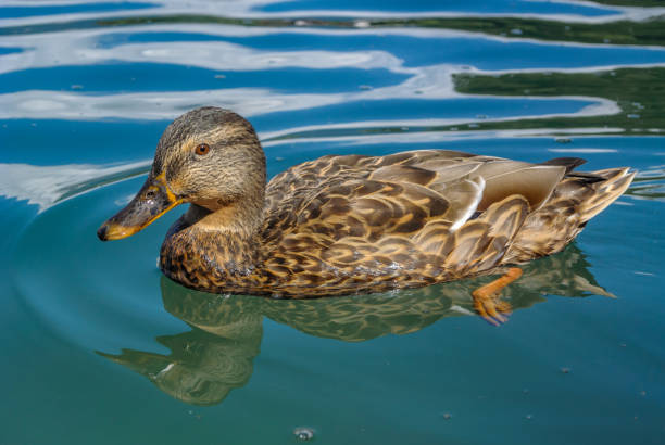 istock Female Mallard 836179684