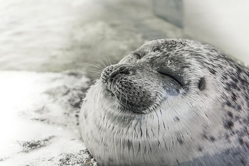 Happy seal rest on the shore and smiling in aquarium name \