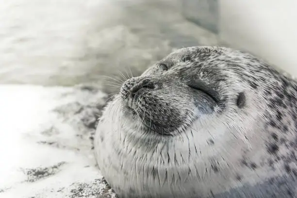Photo of Happy seal rest on the shore and smiling
