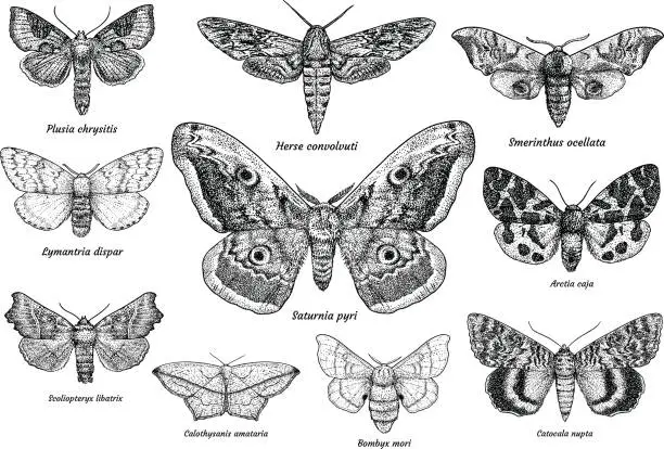 Vector illustration of Set of moths and butterflies illustration, drawing, engraving, ink, line art, vector