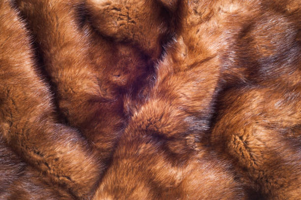 istock Mink fur animal 836184674