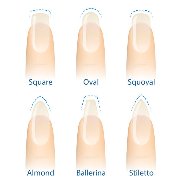 Set of nails shapes Nail manicure, set of nails shapes - oval, square, almond, stiletto, ballerina squoval Vector child casket stock illustrations