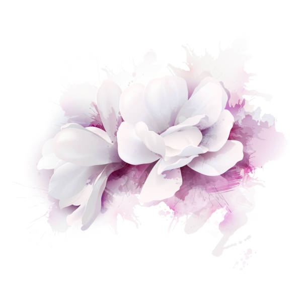 ilustraciones, imágenes clip art, dibujos animados e iconos de stock de ilustración de dos magnolias hermoso blanco, elegantes flores de primavera en el fondo de acuarela. - magnolia white blossom flower