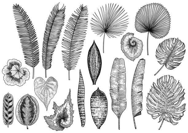 Tropical leaf illustration, drawing, engraving, ink, line art, vector Illustration, what made by ink, then it was digitalized. zebra plant stock illustrations