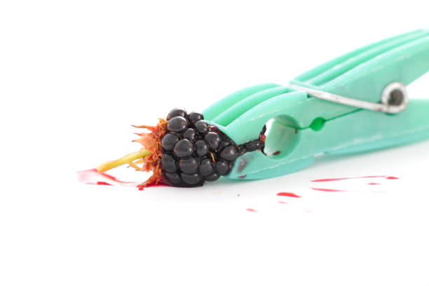 image of a organic backberry,studio shot,pressed by clothes pin