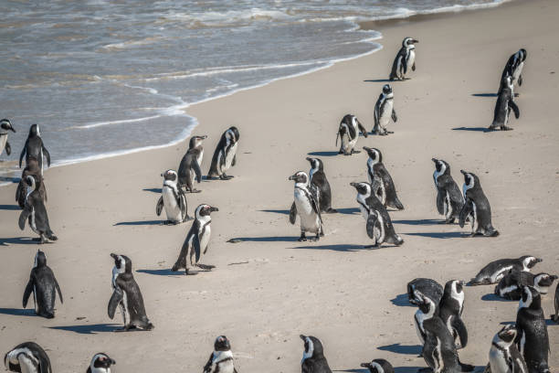 istock Penguins in Boulders beach Cape Town 836193462