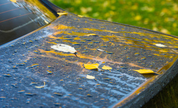 istock Autumn leaves by car 836197190