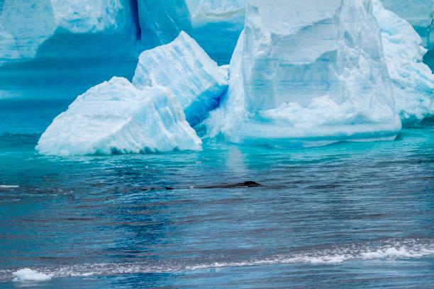 istock Whale - Antarctic Peninsula - Tabular Iceberg in Bransfield Strait 836199740
