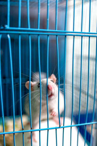 istock white rat is held by the legs in the cage 836200094