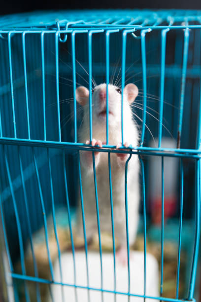istock white rat is held by the legs in the cage 836200168