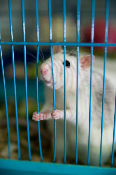 istock white rat is held by the legs in the cage 836200250