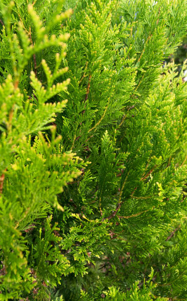 istock green background from twigs of thuja abstraction 836200436