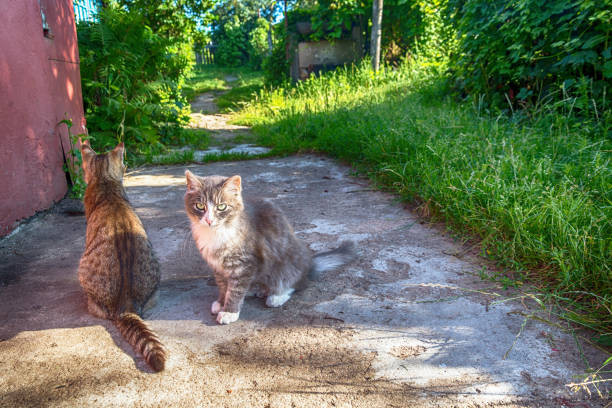 istock two village cat basking in the summer sun 836200784