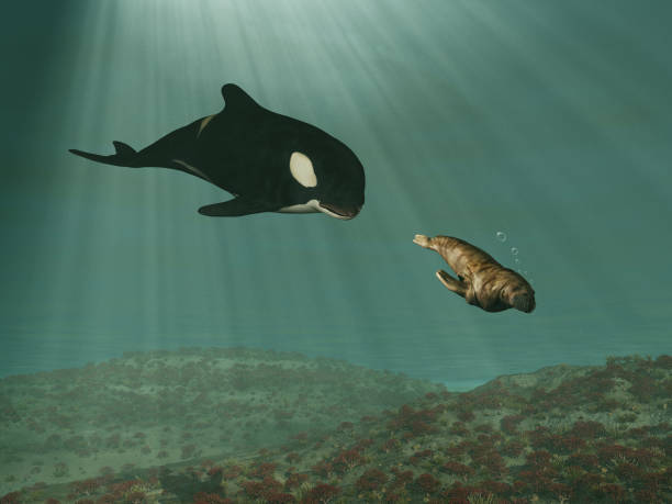 Orca whale chasing a walrus stock photo