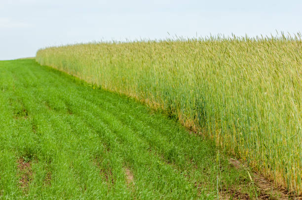 istock Summer Landscape with Wheat Field and Clouds 836200964