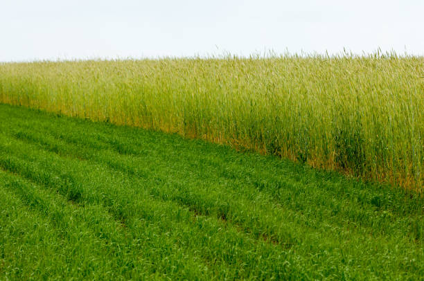 istock Summer Landscape with Wheat Field and Clouds 836201016