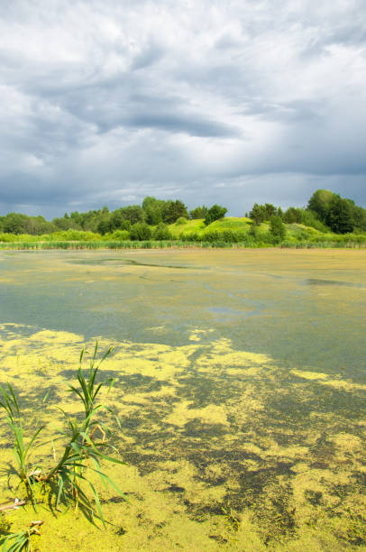 istock swamp. Lush green swamp scene. 836201206