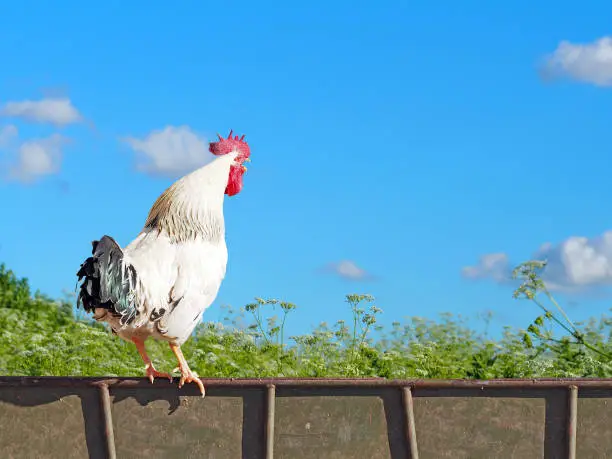 White cock is sitting on the fence and crowing. Rooster against the background of a blooming field and blue sky