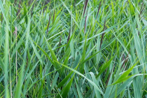 istock background of beautiful green grass on a summer morning 836204792