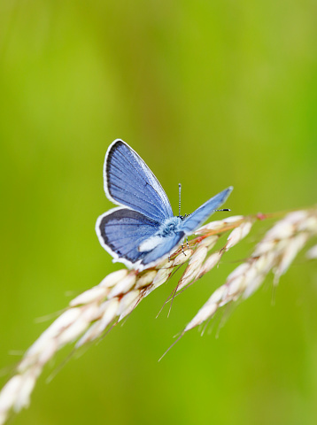 The short-tailed blue or tailed Cupid (Cupido argiades) is a butterfly that forms part of the family Lycaenidae. It is found from Central Europe to Japan.