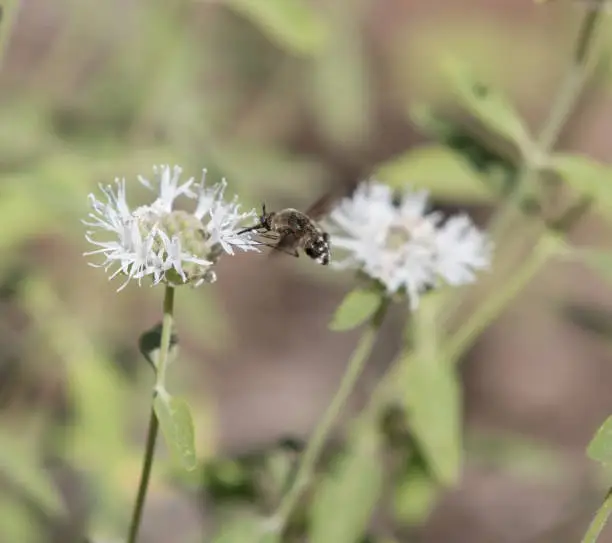 Photo of Flying Bee Fly Collecting Pollen