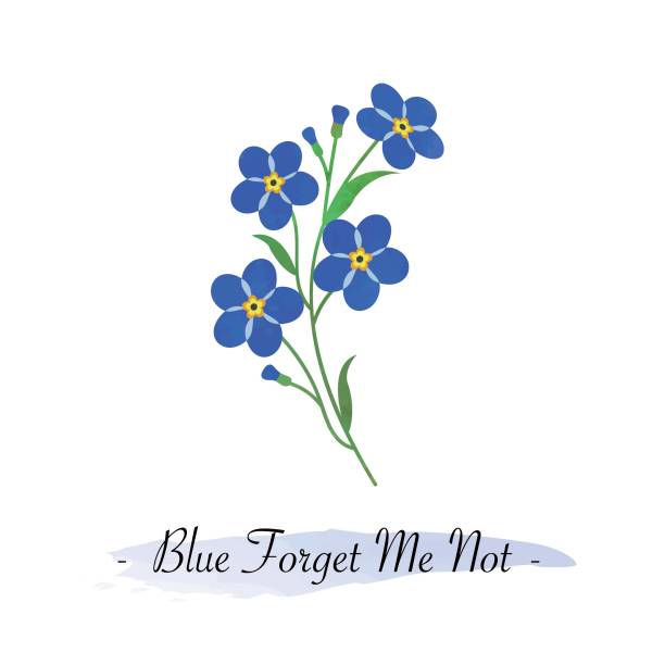 kolorowa akwarela tekstura wektor botaniczny ogród kwiat niebieski zapomnieć o mnie nie - botanic stock illustrations