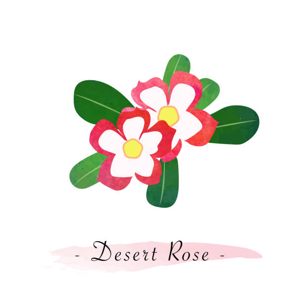 Colorful watercolor texture vector botanic garden flower desert rose impala lily Colorful watercolor texture vector botanic garden flower desert rose impala lily adenium obesum stock illustrations