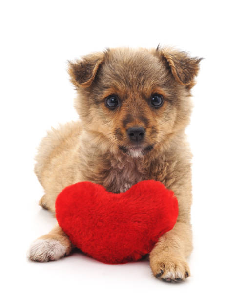 istock Puppy with toy heart. 836217062