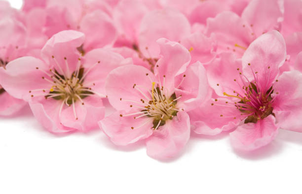 Fresh blossoms of peach tree on white background