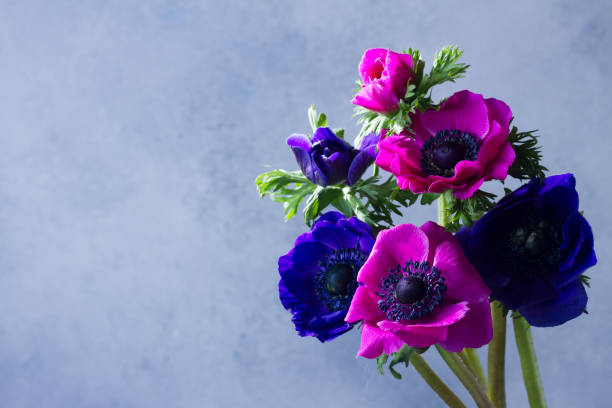 istock Anemones flowers on stone background 836220166