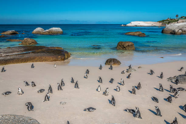 istock Boulders Beach penguins in Cape Town 836220832